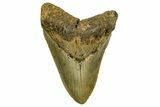 Serrated, Fossil Megalodon Tooth - North Carolina #378026-1